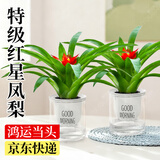 爱优尚鸿运当头火炬凤梨盆栽小红星带花带花苞室内懒人好养绿植源头直发