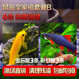 云峰海瑞清洁鱼活体热带鱼观赏鱼水族宠物工具鱼垃圾鱼老鼠鱼鱼缸除藻 鼠鱼全家福套餐B 6条 体魄强健