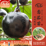 寿禾 蔬菜苗活苗带土发货大全菜苗种苗秋冬各种秧苗山东寿光苗子阳台 圆茄子苗  6棵