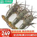 哆鲜生 海捕青龙虾 鲜活冷冻国产小青龙大花龙虾海鲜送礼生鲜虾类 大号 3只装 净重700-800g