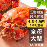 【活蟹】乾澄大闸蟹现货 全母蟹4.6-4.9两 6只 特大鲜活螃蟹河蟹海鲜礼盒装源头直发