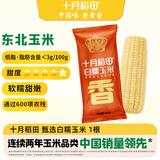 十月稻田 白甜糯玉米 1根 260g 东北鲜黏玉米棒 低脂早餐苞米