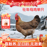 三德子好甄选 散养农家生态土鸡 整只走地鸡净膛鸡肉生鲜 老母鸡 2.4-3斤（赠辣子鸡1袋）