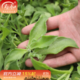 寿禾 冰菜冰草种子冰晶农家四季播蔬菜种孑阳台秋冬季盆栽菜籽种籽 冰草种子1000粒装+肥料+种植资料