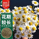 寿禾 花种子苗雏菊四季种植菊花种籽 潍育黄莺洋(甘)干菊种子2000粒