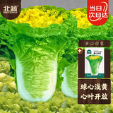 北蔬 白菜种子苗秋季鸡蛋黄色娃娃菜山东蔬菜种籽 黄心白菜种子4500粒