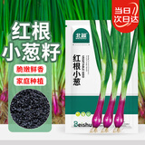 北蔬 小香葱种子苗红葱种头四季庭院阳台种菜籽 红根小葱种子约600粒