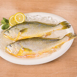 威尔斯（WEIERS）三去黄花鱼500g/2条装  地标认证大黄鱼 生鲜鱼类 海鱼春节也送货
