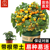 大禹矮生番茄苗盆栽小西红柿苗带土秧苗种子圣女果树苗寿光水果蔬菜苗 黄矮生盆栽小番茄苗1盆 带盆土