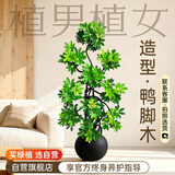 植男植女造型鸭脚木客厅盆栽发财树天堂鸟大型绿植客厅办公室阳台源头直发