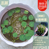 北蔬 碗莲种子苗水培鱼缸水养盆栽睡莲荷花四季种植带盆 碗莲种子套装