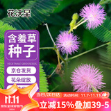花沃里含羞草种子约200粒 花种子家庭盆栽土花卉种子阳台办公庭院草籽