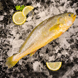 威尔斯（WEIERS）【春节也送货】宁德大黄鱼600g 地标认证黄花鱼 深海鱼生鲜鱼类