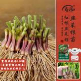 寿禾 韭菜种子根苗宽叶四季菜苗 紫根韭菜根+韭菜种子10g源头直发包邮