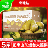 京地达烟台太婆梨软梨净重5斤单果150g+新鲜香蕉大头啤酒梨源头直发包邮