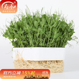 寿禾 豆种子豌豆苗秋冬季菜芽菜种籽蔬菜四季绿豆菜籽 豌豆种子 500g
