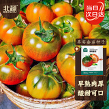 北蔬 草莓番茄种子种苗绿腚铁皮西红柿蔬菜种籽 草莓番茄种子20粒x3包