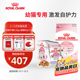 皇家幼猫 干湿搭配   K36 4.5KG+ KJP 85G*12