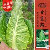 寿禾 牛心甘蓝种子苗卷心菜包菜蔬菜种籽 港翠牛心甘蓝种子100粒*2袋