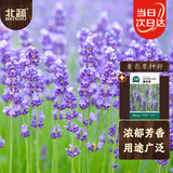 北蔬 薰衣草种子苗四季阳台庭院可盆栽花卉种籽 北蔬薰衣草种子900粒