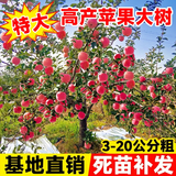 乐途特大苹果树果苗红富士四季种植树苗 苹果树【7公分粗】源头直发