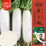 寿禾 白萝卜种子种苗秋季种植南北方蔬菜种籽 潍育白玉萝卜种子10g