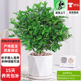 欧芽清香胡椒木植物办公室桌面绿植花卉 盆栽室内客厅 清香木盆景苗【几何陶瓷盘】 含盆