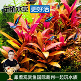 云峰海瑞水草活体懒人草鱼缸造景活体水草套餐鱼缸水草有茎类中后景真水草 【颜色艳丽】血心兰（8只一组）