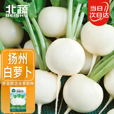 北蔬 萝卜种子苗秋季小果型圆萝卜清甜脆菜种籽 扬州圆白萝卜种子20g