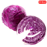 京地达山东新鲜紫甘蓝紫 净重5斤 单颗500g+包菜球起源头直发包邮