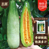 北蔬 甜瓜种子苗薄皮酥脆超甜香瓜四季水果种籽 贝雷塔羊角蜜种子5g