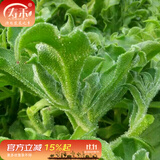 寿禾 冰菜冰草种子冰晶农家四季播蔬菜种孑阳台秋冬季盆栽菜籽种籽 冰草种子 2000粒+肥料+种植资料