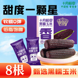 十月稻田 黑糯玉米 8根 3.2斤 代餐早餐 真空包装 花青素 杂粮礼盒