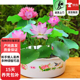 观赏莲子水培植物阳台花卉水生水养花盆栽 观赏莲子30粒+塑料盆