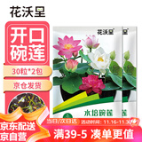 花沃里水培碗莲种子30粒*2 花卉种子荷花家庭盆栽鱼缸碗莲阳台办公庭院