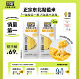 北纬47°黄糯玉米4.8斤(240g*10根)东北甜黏鲜玉米棒真空包装  早餐苞米