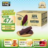 北纬47°黑甜糯玉米棒2.4斤(200g*6根)东北鲜黏糯玉米棒真空包装 早餐苞米