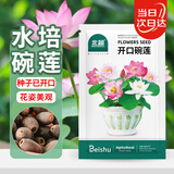 北蔬 水培碗莲花种子苗植物荷花种籽已开口水培花卉 开口碗莲种子40粒