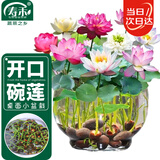 寿禾 碗莲种子苗水培土培荷花已开口花卉种籽 开口碗莲种子15粒