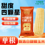 十月稻田 白甜糯玉米 1根 260g 东北鲜黏玉米棒 减脂早餐苞米