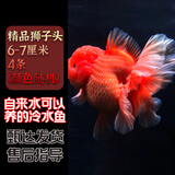 云峰海瑞观赏金鱼 冷水鱼 观赏鱼耐活鱼 活体鱼 淡水鱼小金鱼活鱼锦鲤活鱼 精品狮子头6-7厘米4条（随机）