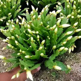 御春阁整盆30棵 室内花卉吊兰盆栽花卉  蟹爪兰苗 蟹爪莲 多肉 观花绿植 带花苞白色25-30棵左右简易盆