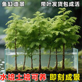 临雅鱼缸水培植物造景常青水杉树苗一木成景水草室内四季水养绿植盆栽 水培水杉20-30cm(易养/有水就活) 3棵