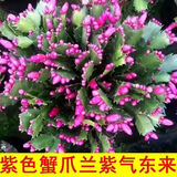 御春阁整盆30棵 室内花卉吊兰盆栽花卉  蟹爪兰苗 蟹爪莲 多肉 观花绿植 玫红色25-30棵左右含简易盆