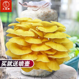 大禹蘑菇种植包玉米平菇芯菌包家庭种植香菇菌菇种子可食用菌包菌棒 榆黄菇蘑菇菌种子菌包2个约4斤