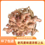 农家老品种风姜味道鲜高良姜小良姜现挖泡脚驱寒月子姜小黄姜生姜 净重 5斤