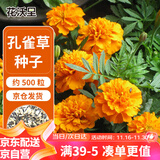 花沃里孔雀草种子约500粒 花卉种子四季花种子家庭盆栽土阳台庭院花坛种