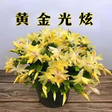 御春阁整盆30棵 室内花卉吊兰盆栽花卉  蟹爪兰苗 蟹爪莲 多肉 观花绿植 带花苞黄色25-30棵左右含简易盆