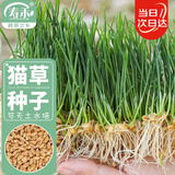 寿禾猫草种子水培小麦草麦苗盆栽芽苗菜种植 潍丰猫草种子50g约1000粒