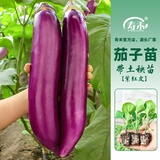 寿禾 长茄杭茄种子大全蔬菜紫线茄秋冬季盆栽寿光茄子菜籽 紫红皮茄子苗 6棵